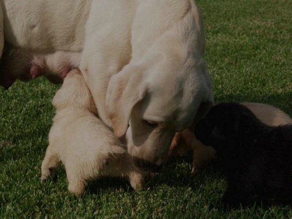 Cachorros-Perro-Labrador (01).jpg