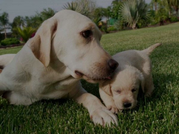 Cachorros-Perro-Labrador (03).jpg