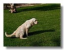 Cachorros-Perro-Labrador (00).jpg