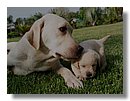 Cachorros-Perro-Labrador (03).jpg