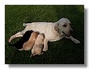 Cachorros-Perro-Labrador (04).jpg