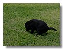 Cachorros-Perro-Labrador (06).jpg