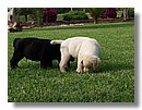 Cachorros-Perro-Labrador (07).jpg