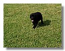 Cachorros-Perro-Labrador (10).jpg