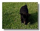 Cachorros-Perro-Labrador (11).jpg