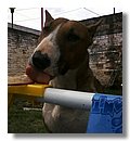 pull-terrier (06).jpg