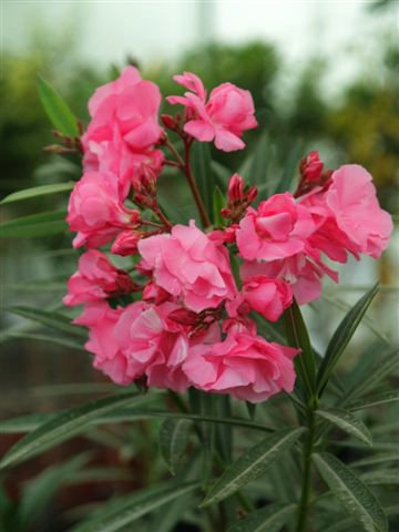 nerium-Oleander-Rosa1.JPG