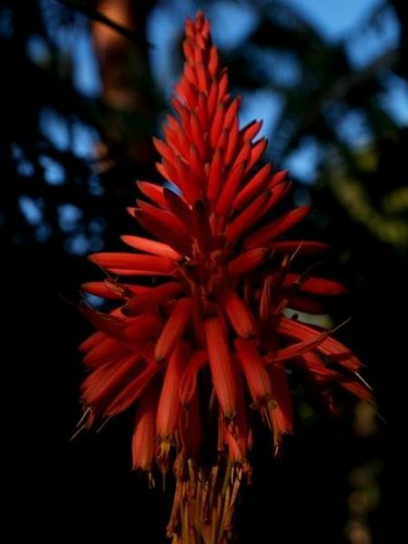 Aloe-variegata (00).jpg