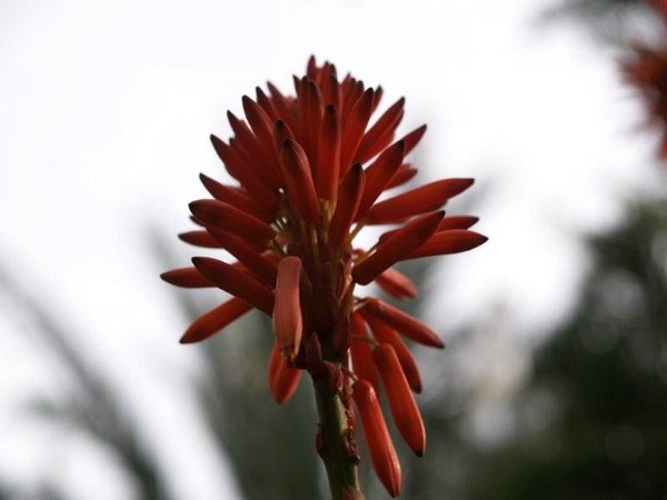 Aloe-variegata (03).jpg