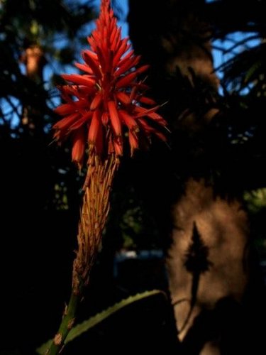 Aloe-variegata (04).jpg