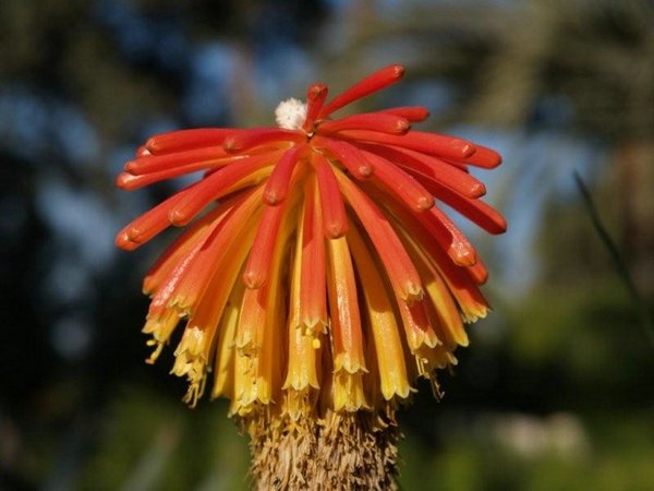 Aloe-variegata (05).jpg