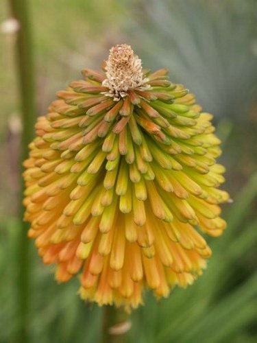 Aloe-variegata (07).jpg