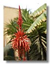 Aloe-variegata (01).jpg