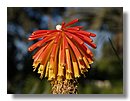 Aloe-variegata (05).jpg