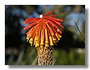 Aloe-variegata (06).jpg