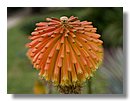 Aloe-variegata (08).jpg