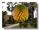 Aloe-variegata (09).jpg