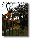 Aloe-variegata (11).jpg