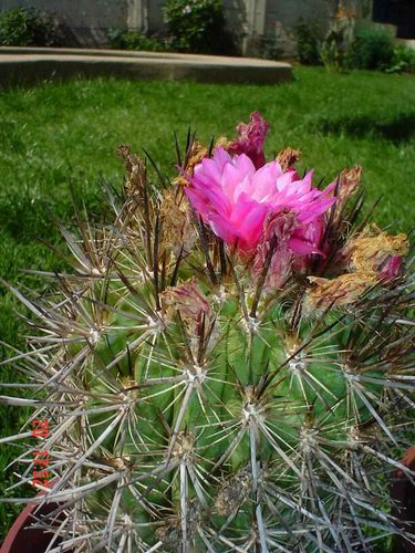 cactus-de-chile (06).jpg