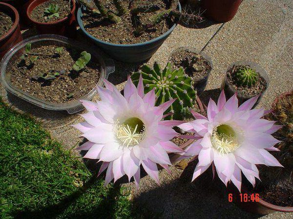 cactus-de-chile (08).jpg