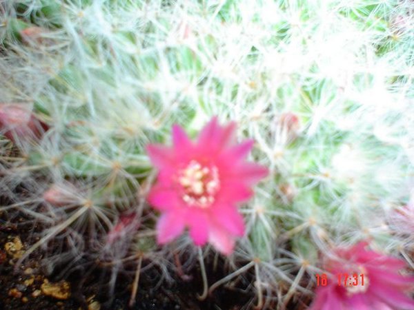 cactus-de-chile (11).jpg