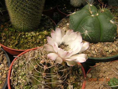 cactus-costa-rica (07).JPG