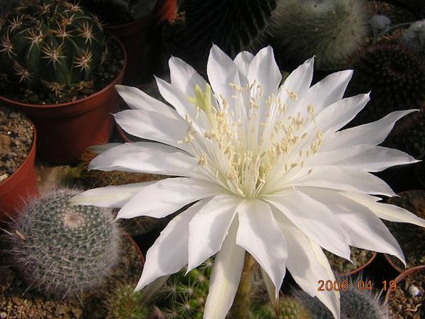 cactus-costa-rica (09).JPG