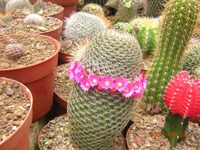 cactus-costa-rica (10).jpg