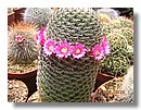 cactus-costa-rica (00).jpg