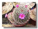cactus-costa-rica (01).jpg