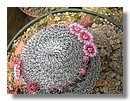 cactus-costa-rica (03).jpg