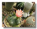 cactus-costa-rica (04).jpg