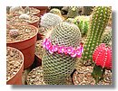 cactus-costa-rica (10).jpg