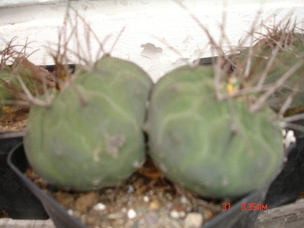 cactus-del-Peru (01).jpg