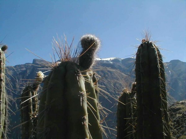 cactus-del-Peru (02).jpg