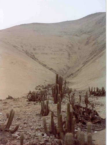 cactus-del-Peru (06).jpg
