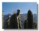 cactus-del-Peru (02).jpg