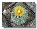 cactus-del-Peru (07).JPG