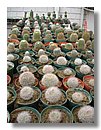 cactus-del-Peru (08).jpg