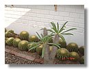cactus-del-Peru (10).jpg