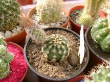 cactus (05).jpg