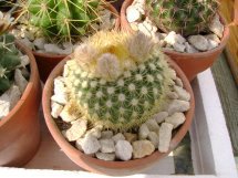 cactus (07).jpg