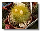 cactus (06).jpg
