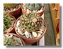 cactus (08).jpg