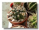 cactus (09).jpg