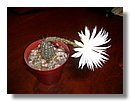 cactus (11).jpg