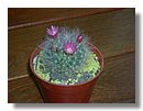 cactus (12).jpg