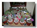 cactus (13).jpg