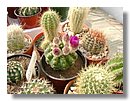 cactus (14).jpg