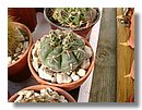 cactus (15).jpg